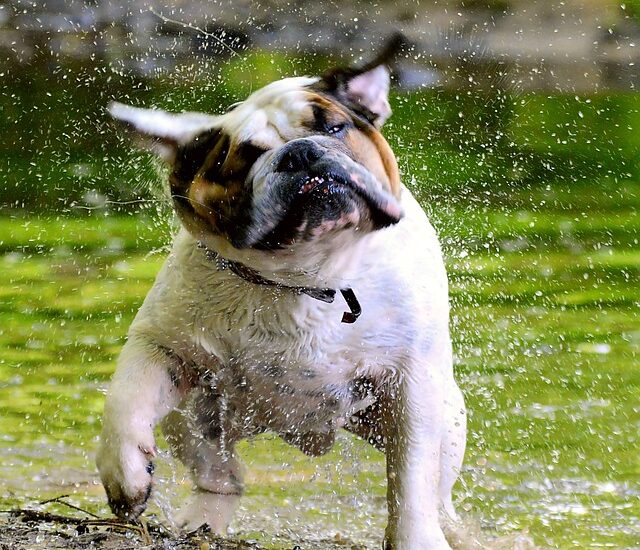 Czy Anglicy noszą kilt?