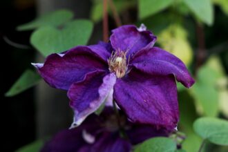 Czego zazdroszczą Polakom Czesi?