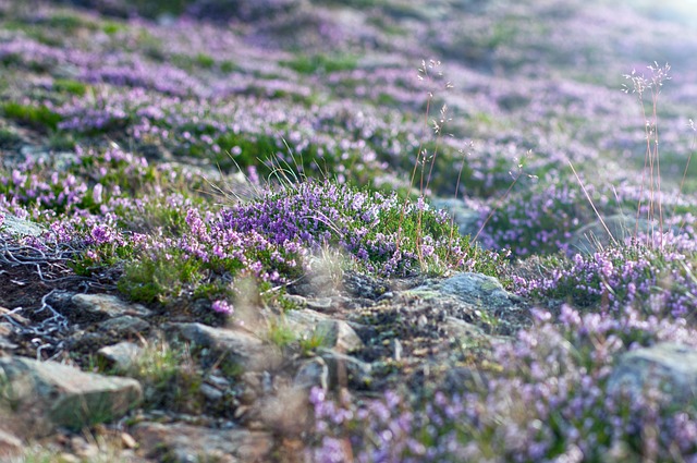 Czy na szczycie Śnieżki można coś zjeść?
