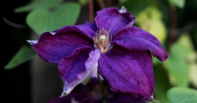 Czego zazdroszczą Polacy?