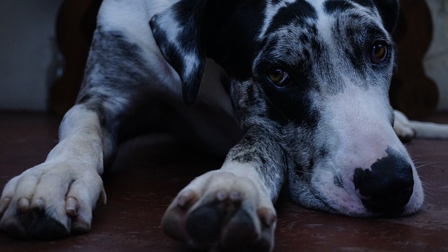 Czy Duńczycy dużo piją?